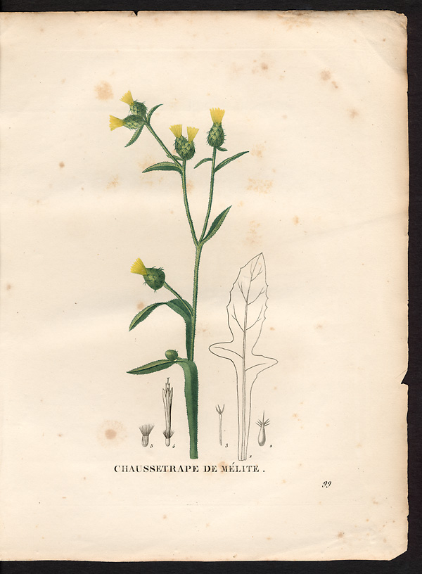 Calcitrapa melitensis, centaurea melitensis