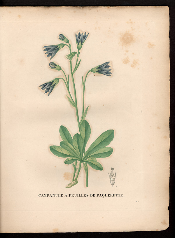 Campanula bellidisfolia, campanula bellidifolia