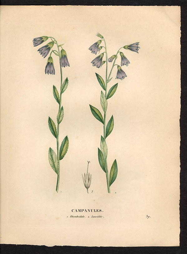 Campanule lancéolée (Campanula lanceolata)