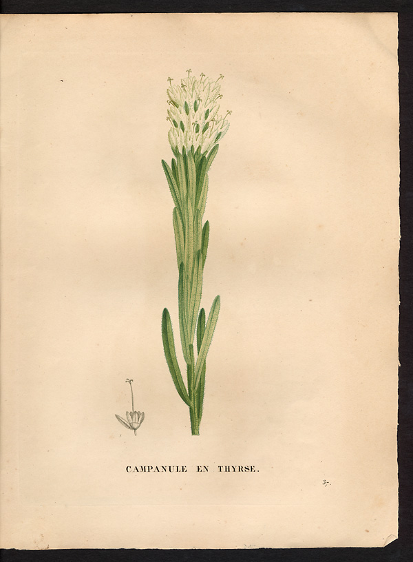 Campanula thyrsoidea, campanula thyrsoides