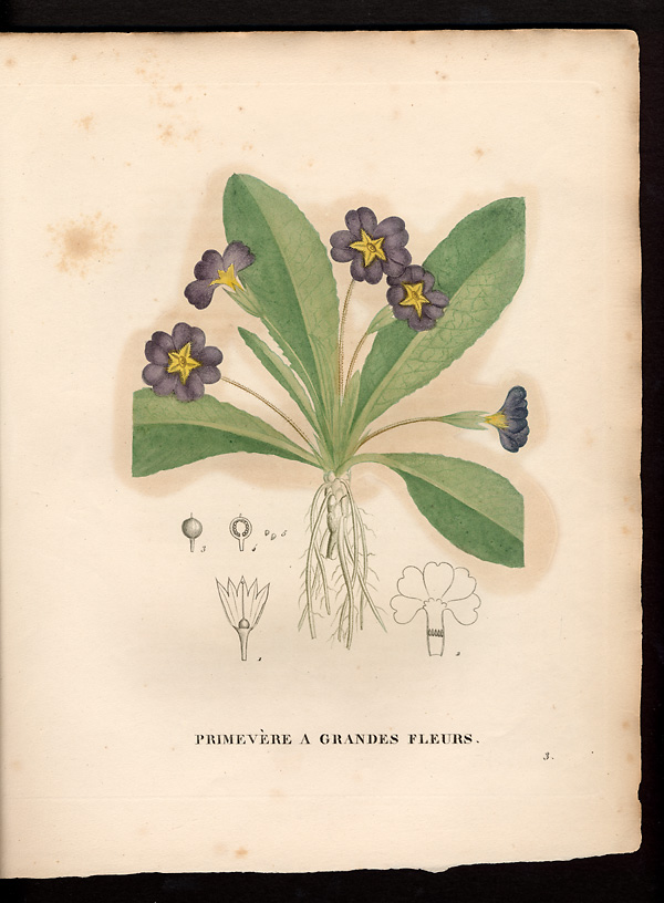 Primula grandiflora, primula vulgaris
