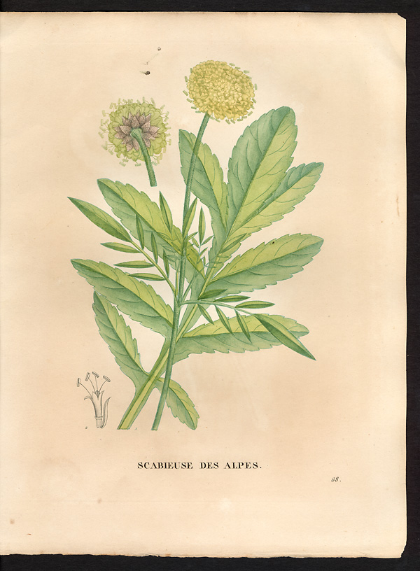 Scabiosa alpina, cephalaria alpina