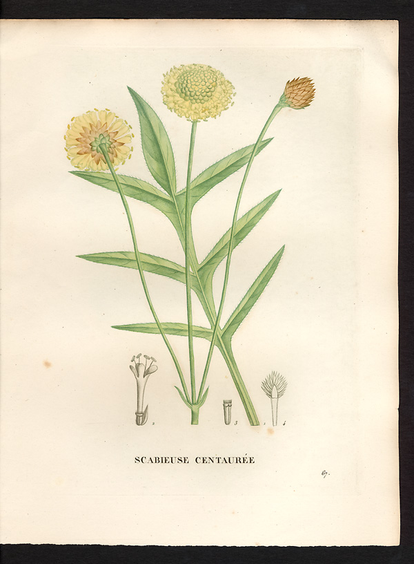 Scabiosa centauroides, cephalaria uralensis