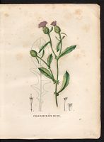 Calcitrapa aspera. Centaurea aspera. Cliquer pour agrandir l'image.