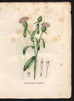 Calcitrapa seridis. Centaurea seridis. Cliquer pour agrandir l'image.
