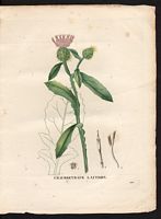 Calcitrapa sonchifolia. Centaurea sonchifolia. Cliquer pour agrandir l'image.