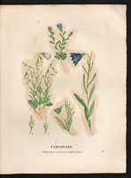 Campanule naine (Campanula pygmaea), Bourrache corse (Borago pygmaea). Cliquer pour agrandir l'image.