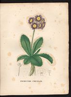 Primula marginata. Cliquer pour agrandir l'image.