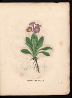 Primula villosa. Cliquer pour agrandir l'image.