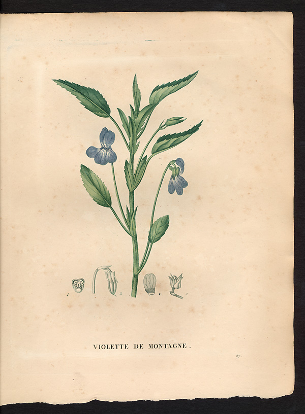 Viola montana, viola canina