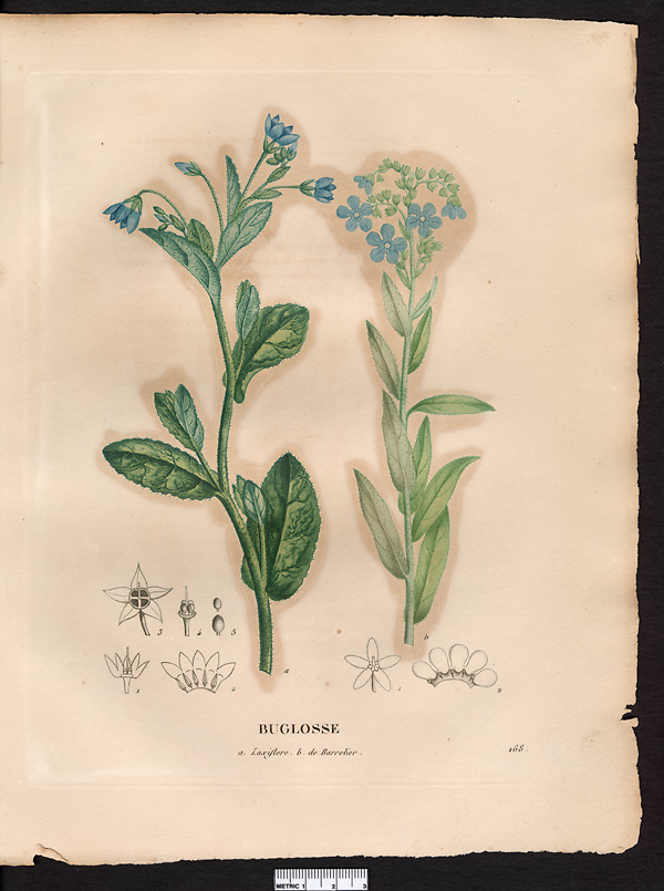 Buglosse de Barrelier (Anchusa barrelieri), buglosse des champs (Anchusa arvensis)