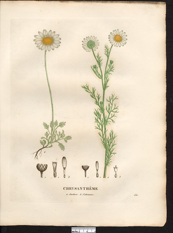 Chrysanthème inodore (Chrysanthemum inodorum), matricaire perforée, matricaire inodore (Matricaria perforata)