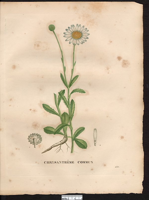 Chrysanthemum leucanthemum, leucanthemum vulgare