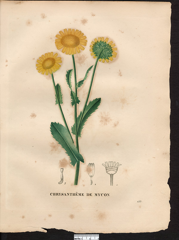 Chrysanthemum myconis, coleostepus myconis