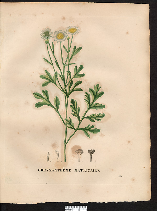 Chrysanthemum parthenoides (matricaria parthenium), tanacetum parthenium