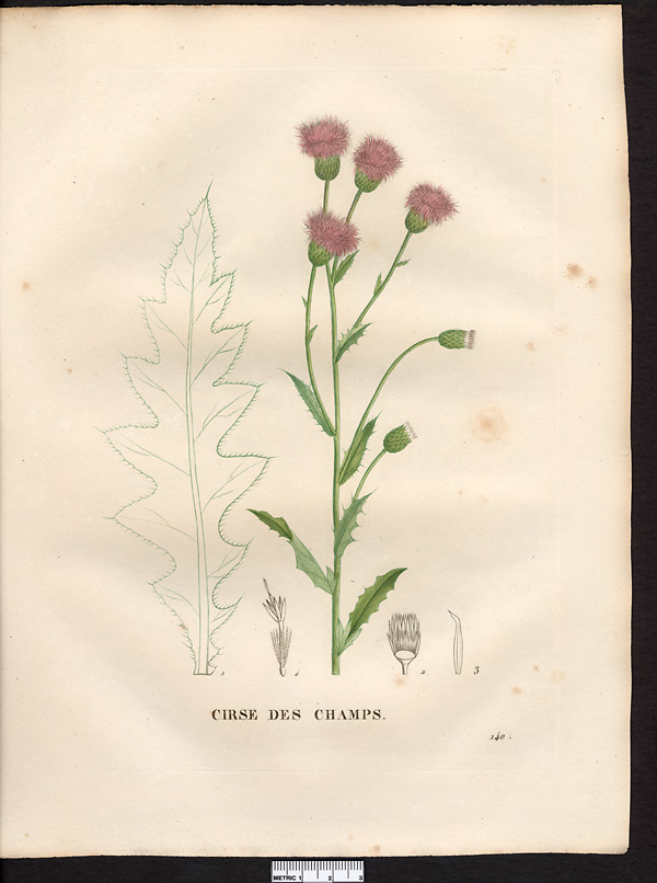 Cirsium arvense (serratula)