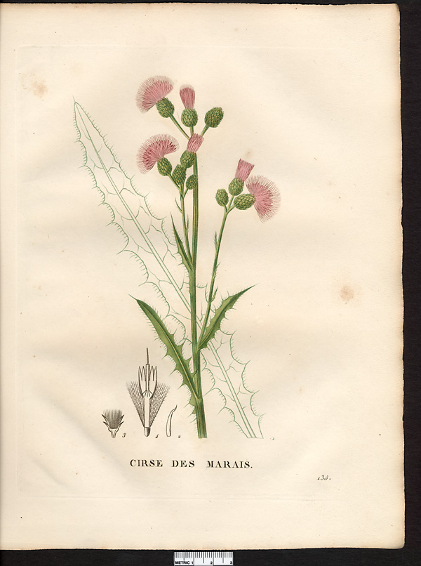 Cirsium palustre (carduus)