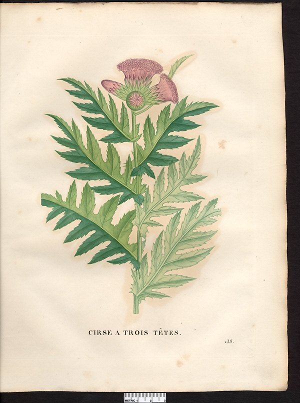 Cirsium tricephalodes (carduus), cirsium rivulare