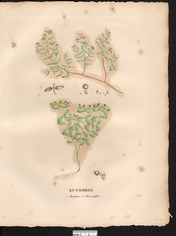 Euphorbe monoyère (Euphorbia chamaesyce), euphorbe prostrée (Chamaesyce prostrata)