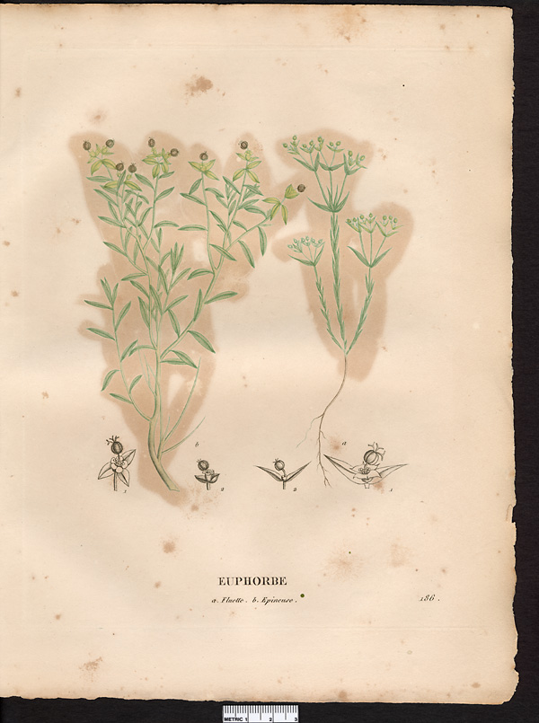 Euphorbe fluette (Euphorbia exigua)