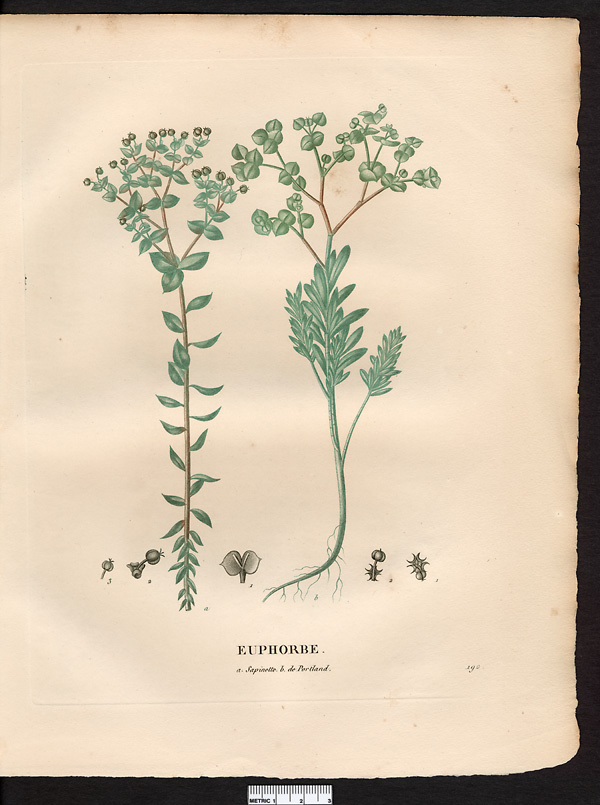 Euphorbe de Portland (Euphorbia portlandica), euphorbe des estuaires (Euphorbia portlandica)