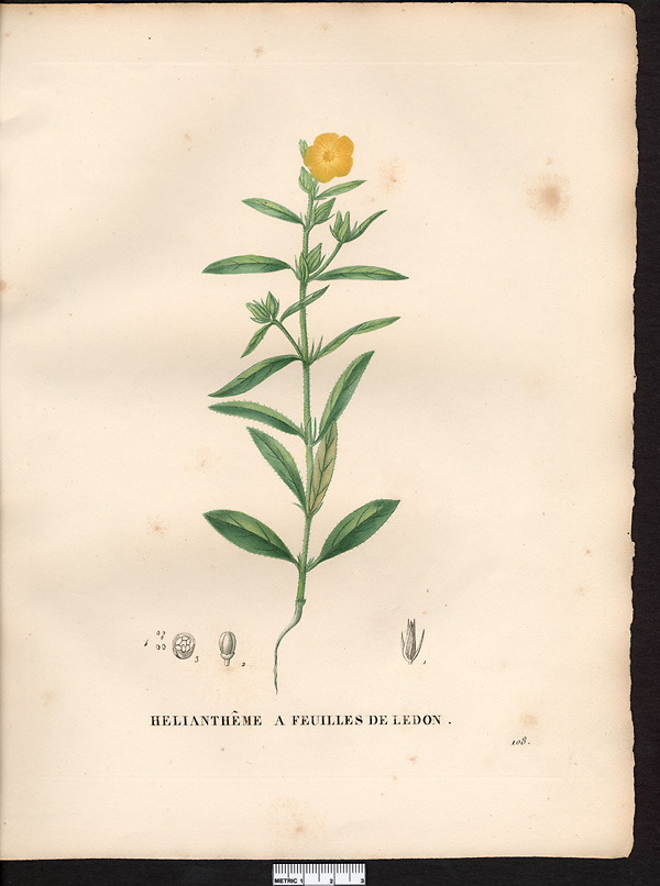 Helianthemum ledifolium (cistus)