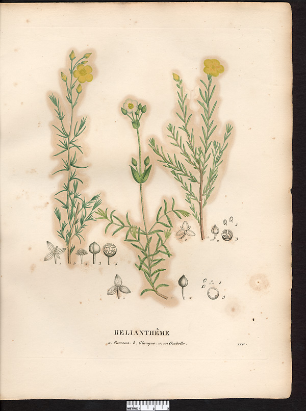 Hélianthème glauque (Helianthemum levipes, Cistus), fumana à feuilles étroites (Fumana laevipes)