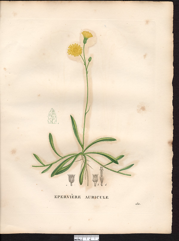 Hieracium auricula, hieracium lactucella