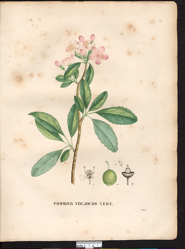 Malus sempervirens (pyrus angustifolia), malus angustifolia