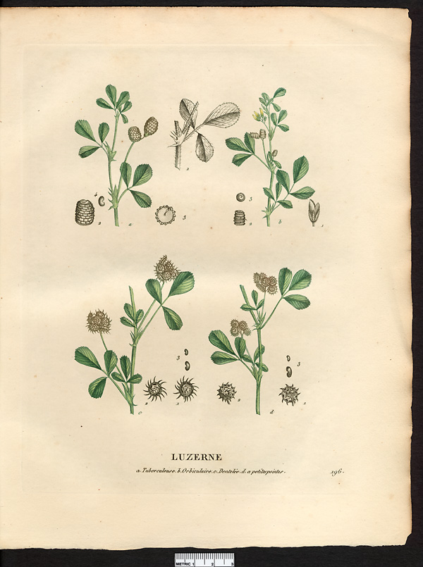 Luzerne dentelée (Medicago denticulata), luzerne polymorphe (Medicago polymorpha)