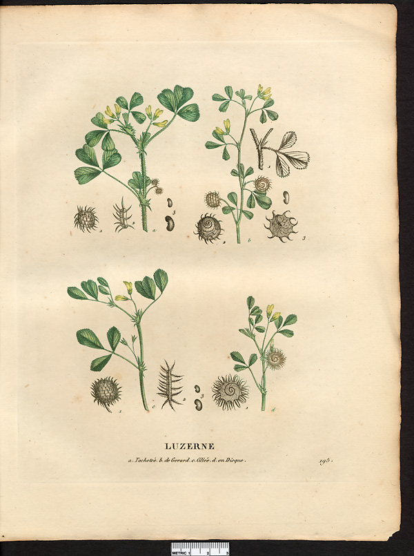 Luzerne tachetée (Medicago maculata), luzerne d'Arabie (Medicago arabica)