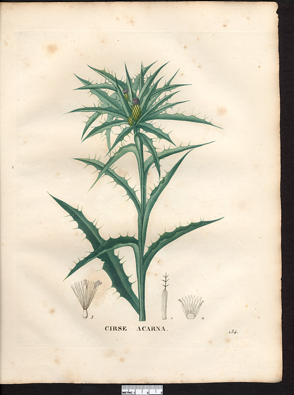 Cirsium acarna (carduus), picnomon acarna