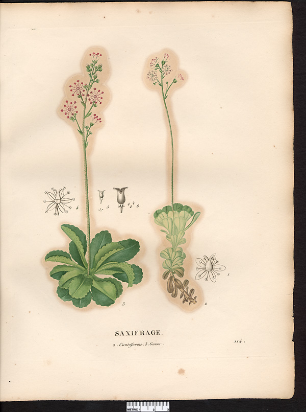 Saxifrage cunéiforme (Saxifraga cuneifolia), saxifrage à feuilles en coin (Saxifraga cuneifolia)