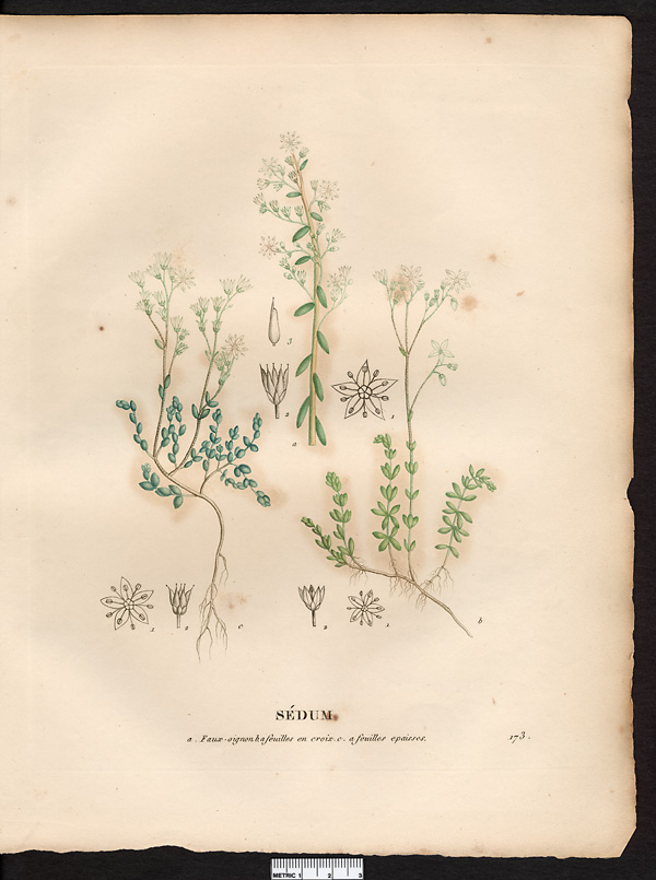 Sédum faux-oignon (Sedum caepea), Orpin pourpier (Sedum cepaea)