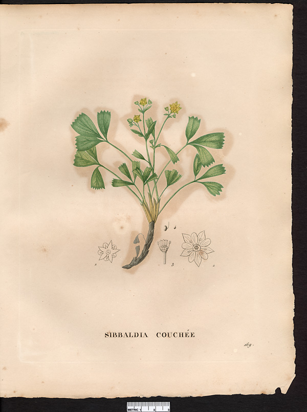 Sibbaldia procumbens