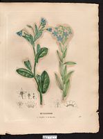 Buglosse laxiflore (Anchusa laxiflora), bourrache corse (Borago pygmaea). Cliquer pour agrandir l'image.