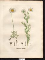 Chrysanthème inodore (Chrysanthemum inodorum), matricaire perforée, matricaire inodore (Matricaria perforata). Cliquer pour agrandir l'image.