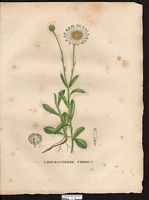 Chrysanthemum leucanthemum. Leucanthemum vulgare. Cliquer pour agrandir l'image.