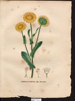 Chrysanthemum myconis. Coleostepus myconis. Cliquer pour agrandir l'image.