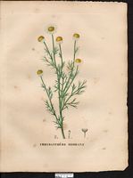 Chrysanthemum suaveolens (Matricaria), Chamomilla recutita. Cliquer pour agrandir l'image.