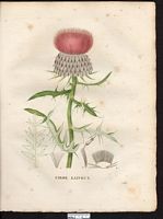 Cirse laineux (Cirsium eriophorum). Cliquer pour agrandir l'image.