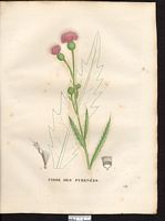 Cirsium pyreniacum. Cliquer pour agrandir l'image.