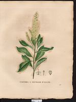 Clethra alnifolia. Cliquer pour agrandir l'image.