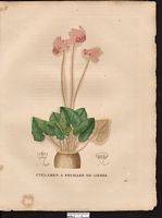 Cyclamen hederifolium. Cliquer pour agrandir l'image.