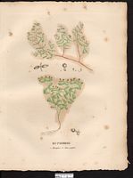 Euphorbe monoyère (Euphorbia chamœsyce), euphorbe prostrée (Chamaesyce prostrata). Cliquer pour agrandir l'image.