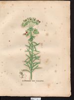 Euphorbia characias. Cliquer pour agrandir l'image.