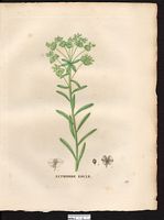 Euphorbia esula. Cliquer pour agrandir l'image.