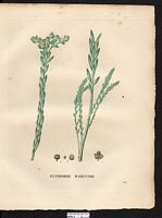 Euphorbia paralias. Cliquer pour agrandir l'image.