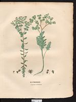 Euphorbe sapinette (Euphorbia pityusa), euphorbe sapinette (Euphorbia pithyusa). Cliquer pour agrandir l'image.