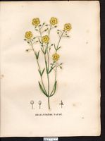 Helianthemum guttatum (Cistus), Tuberaria guttata. Cliquer pour agrandir l'image.